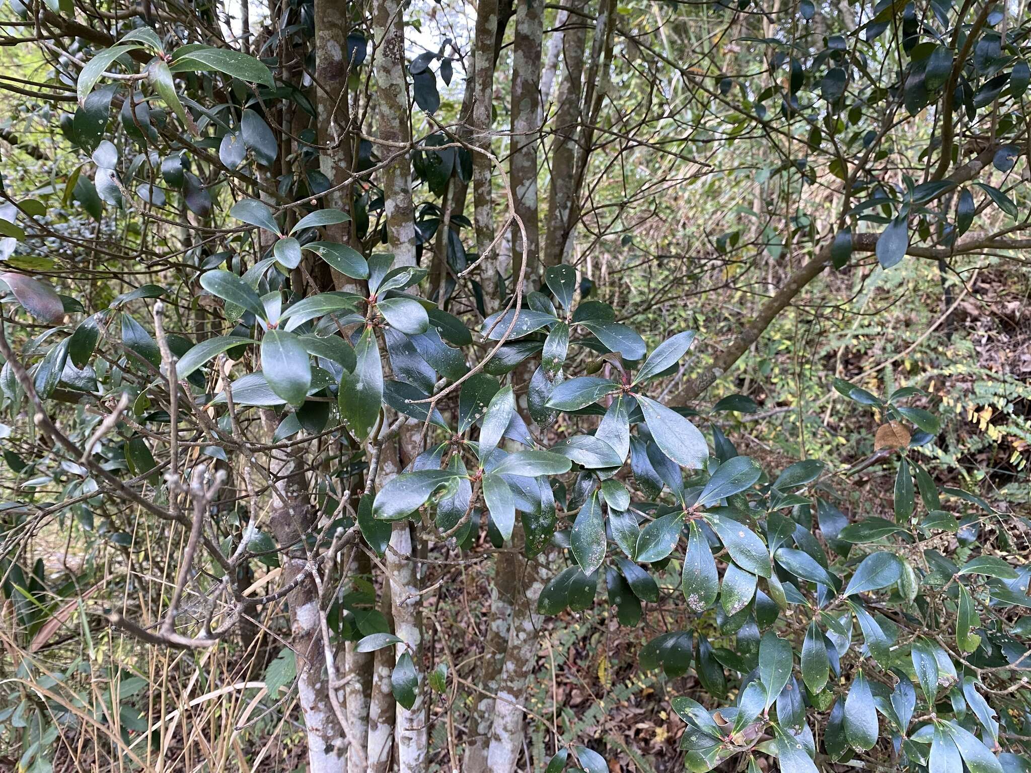 Image of Ternstroemia gymnanthera (Wight & Arn.) Sprague