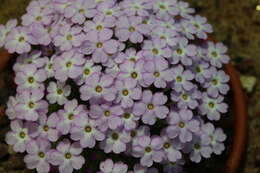 Image of Dionysia