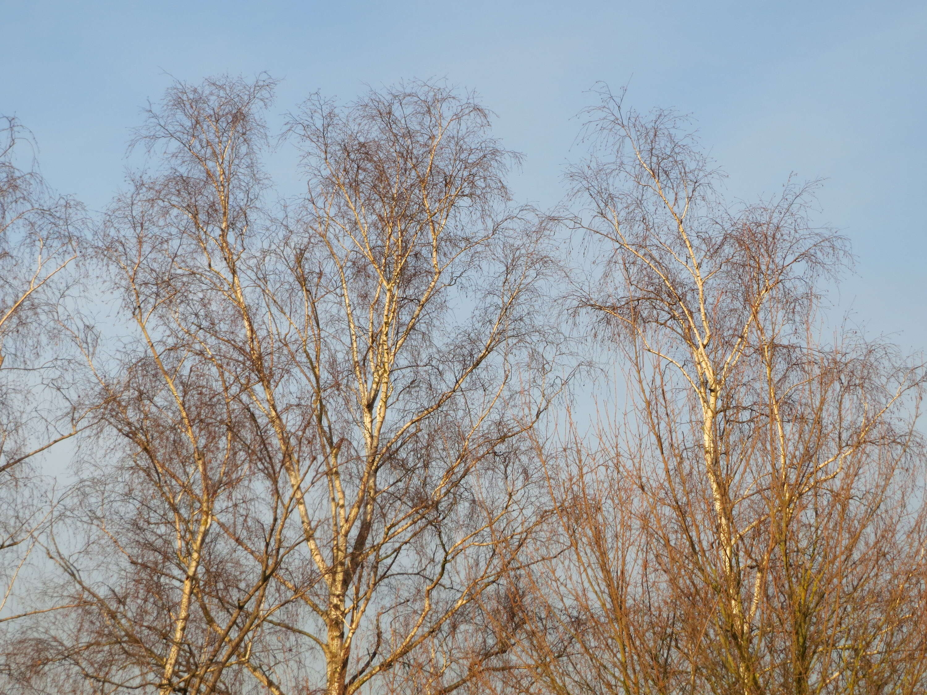 Image of Common Birch