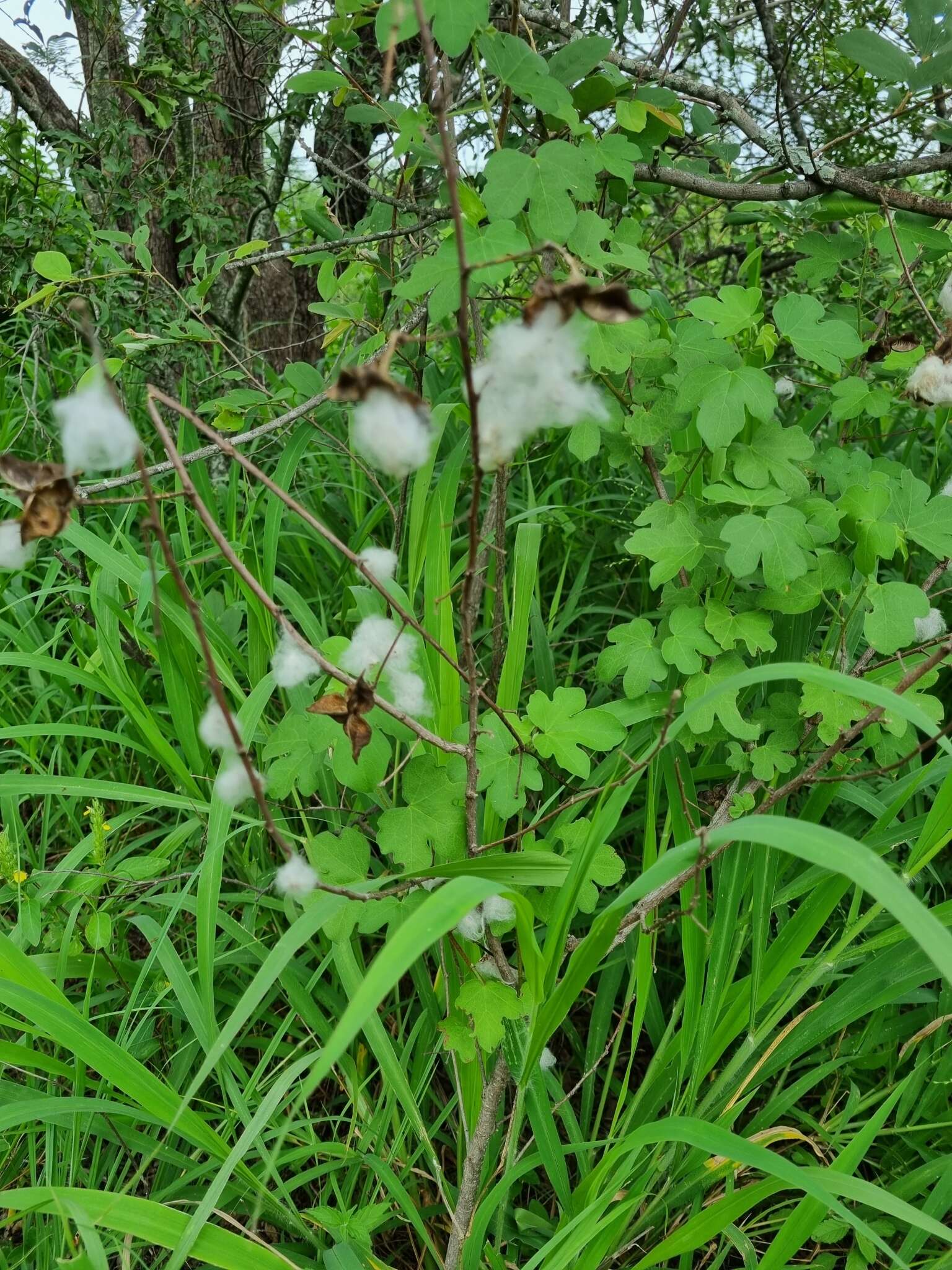 Image of Gossypium herbaceum subsp. africanum (Watt) Vollesen