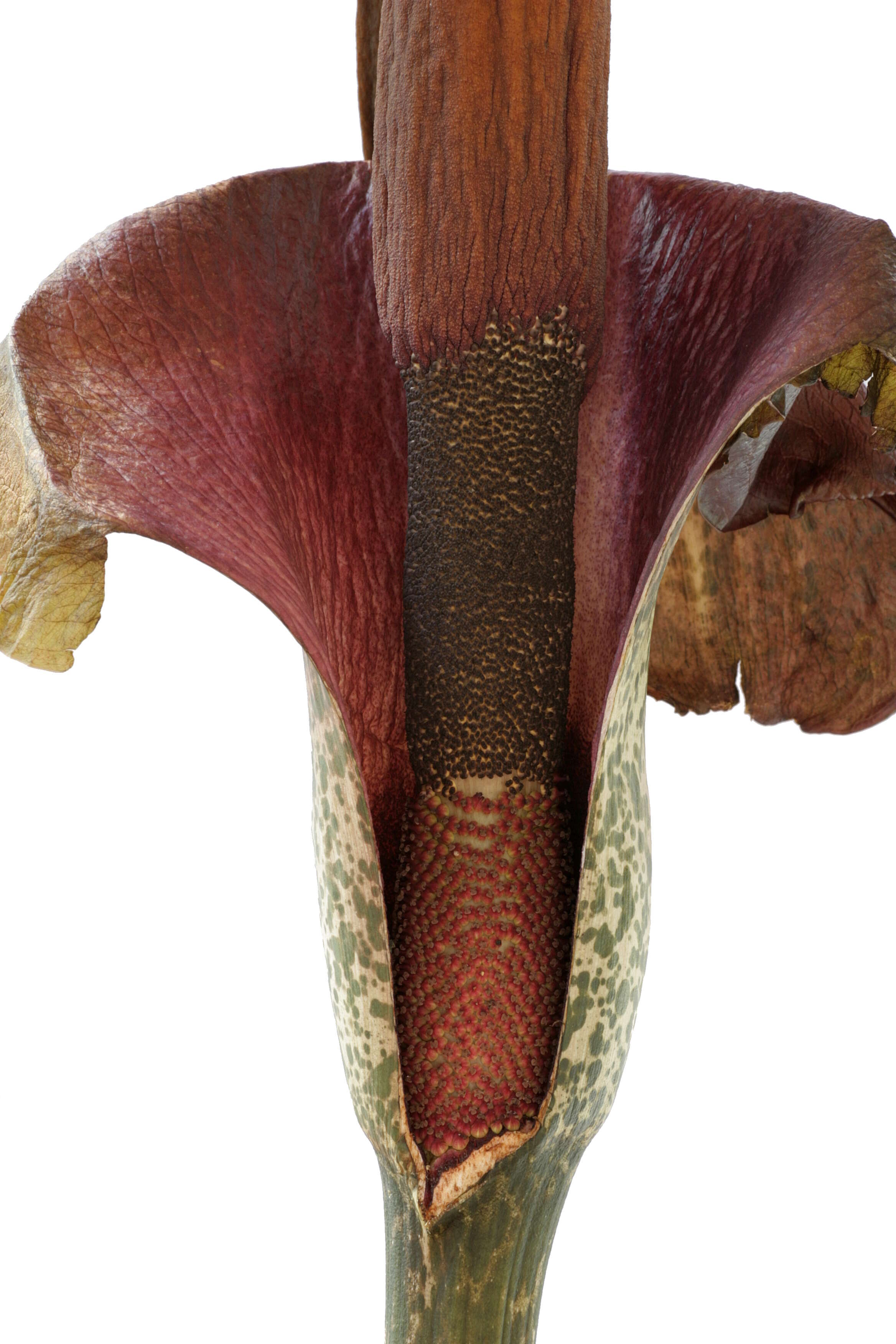 Amorphophallus konjac K. Koch resmi