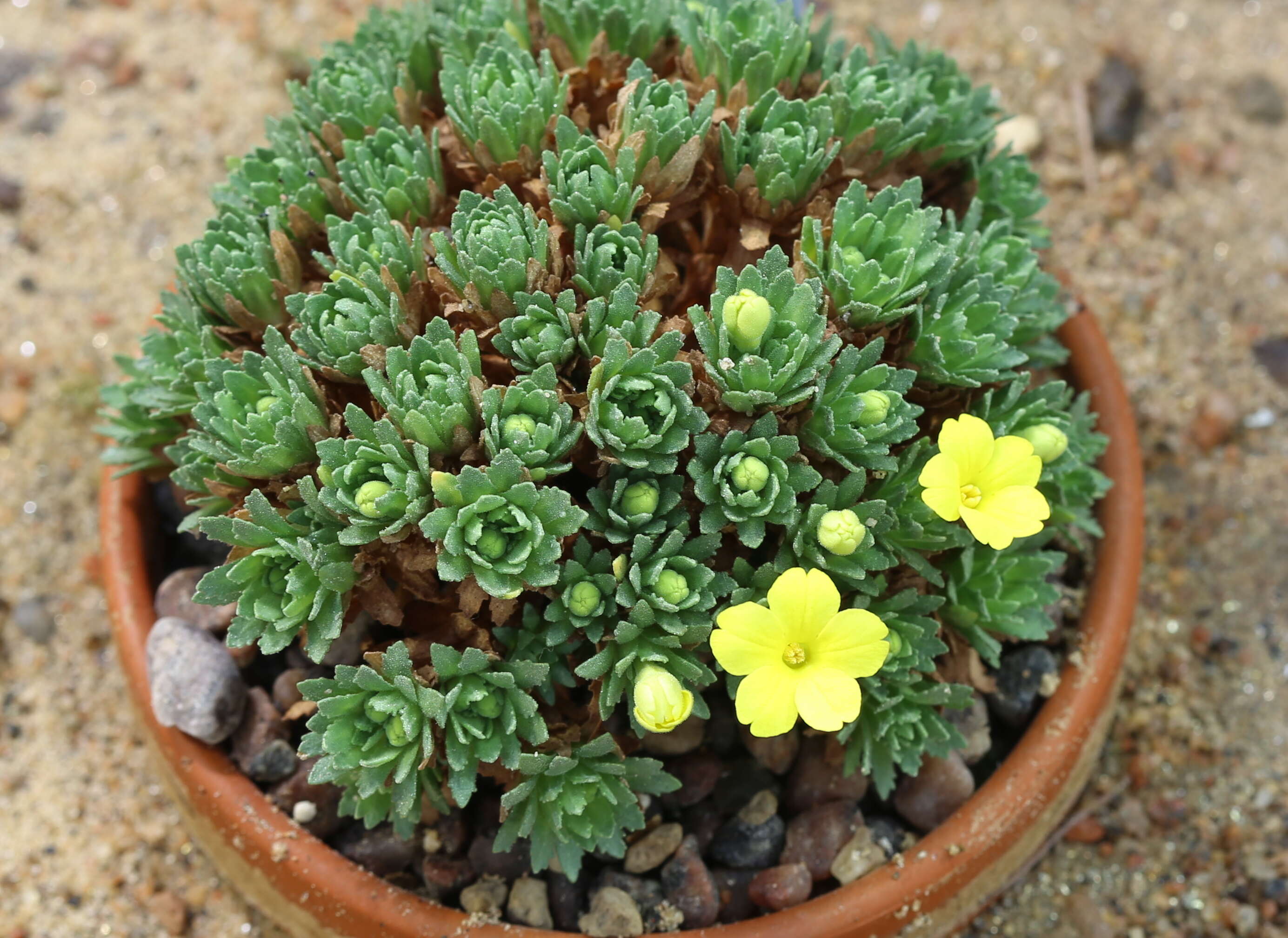 Image of Dionysia