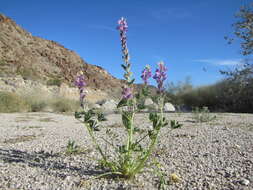 Imagem de Lupinus arizonicus (S. Watson) S. Watson