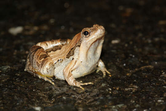 Image of Beautiful Pygmy Frog