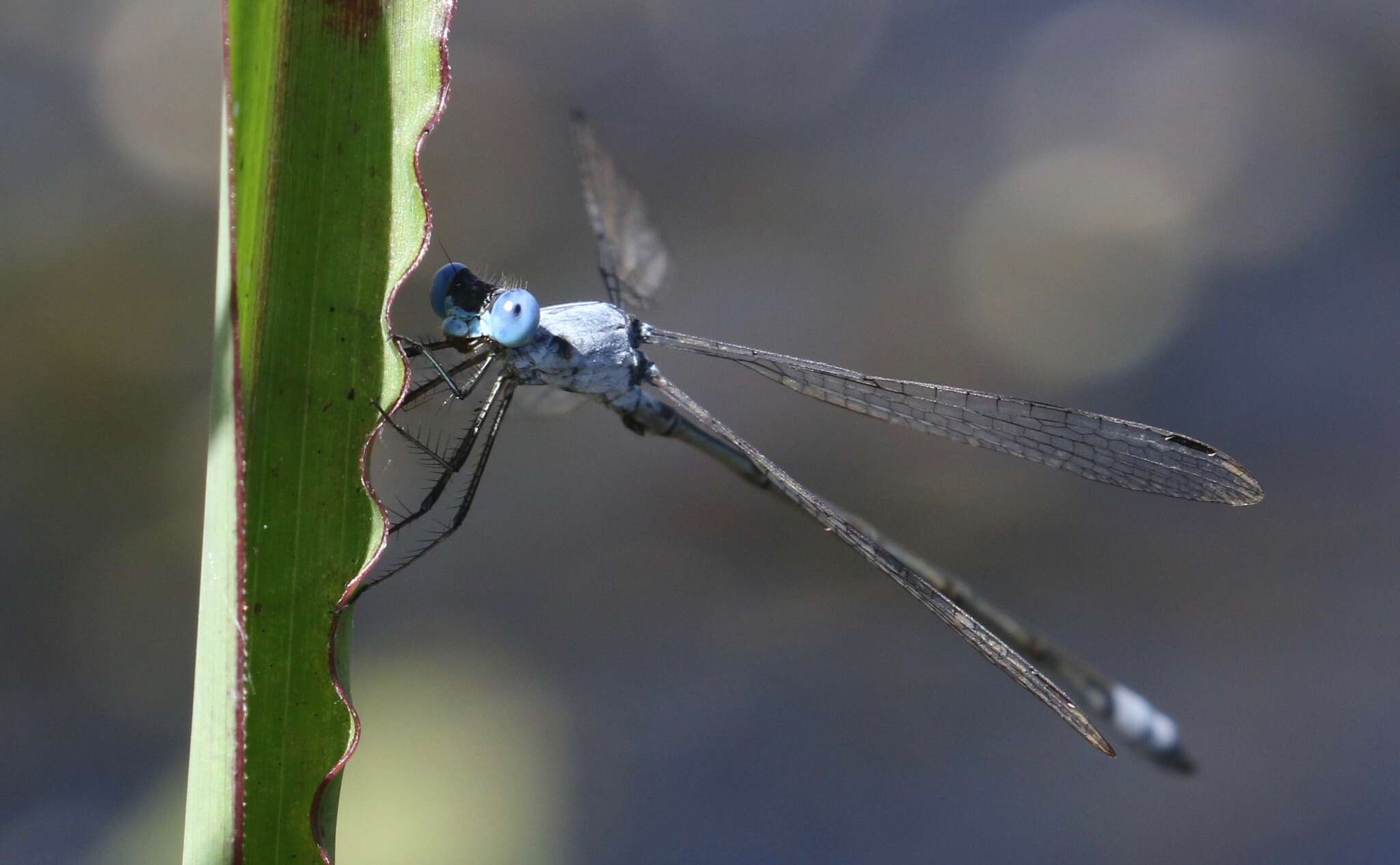 Sivun Lestes sigma Calvert 1901 kuva