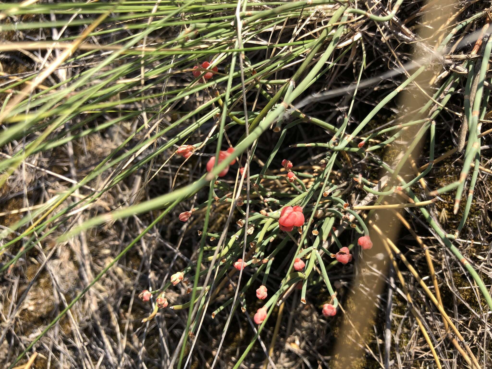 Image of Sea Grape