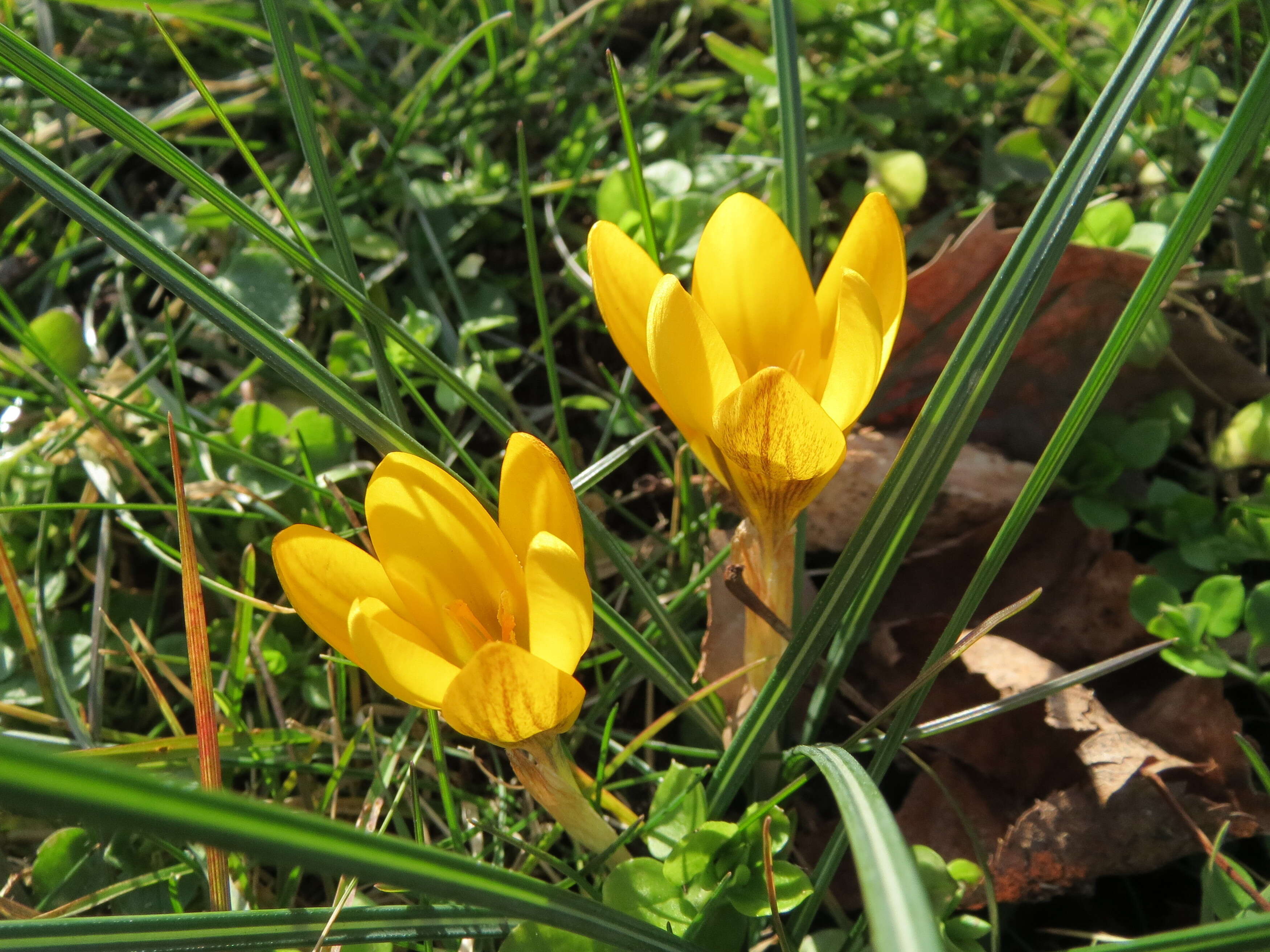 Image of Snow Crocus