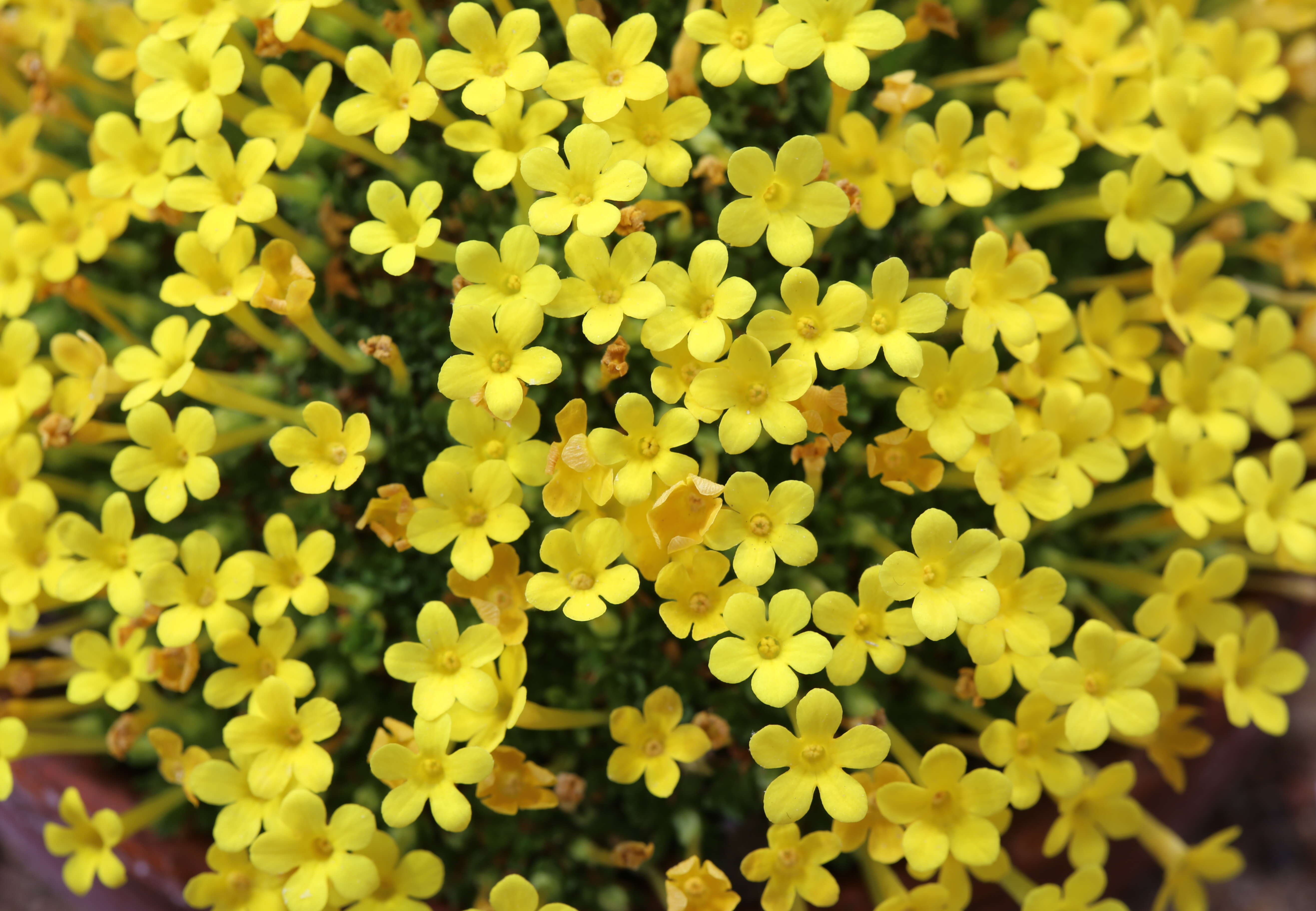 Image of Dionysia