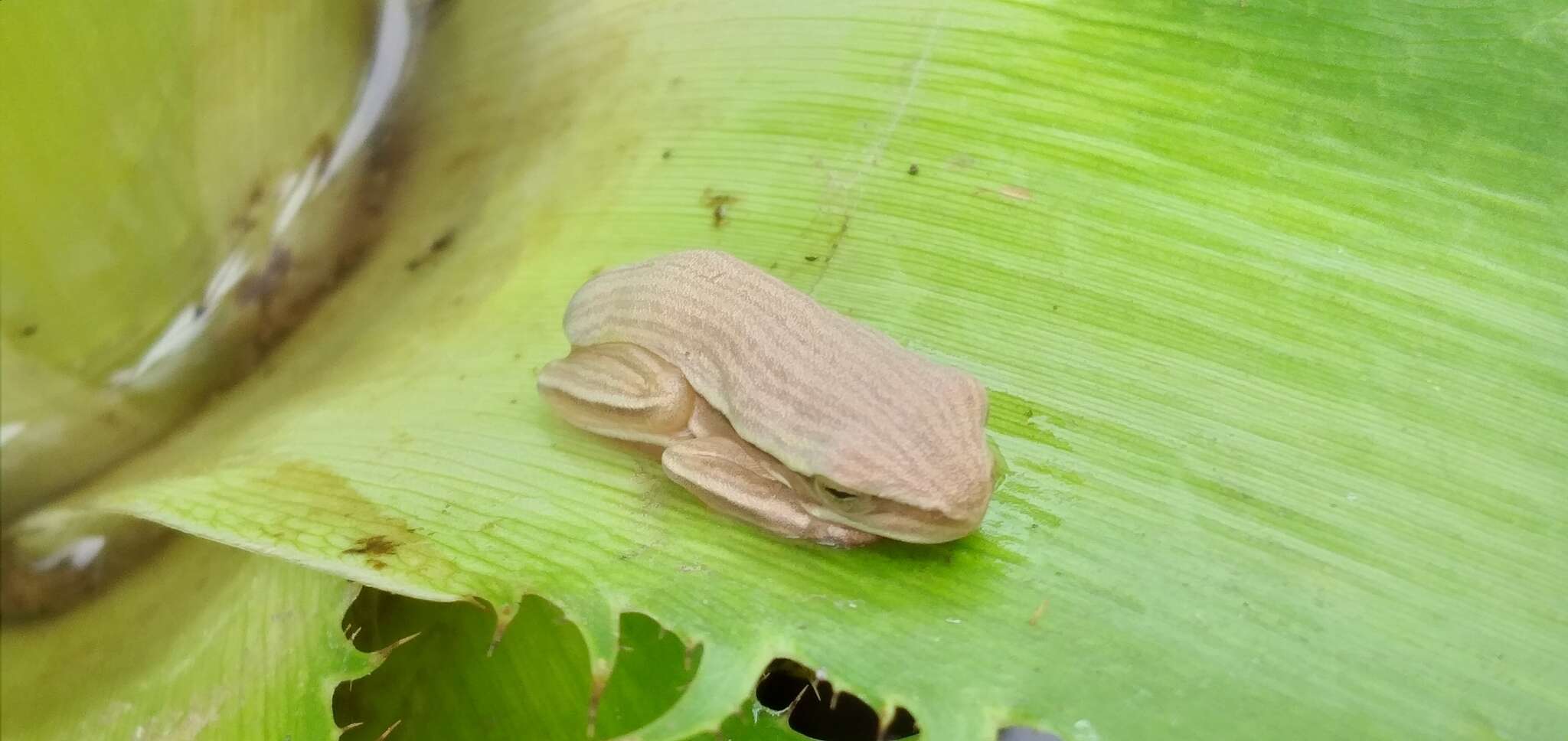 Image of Boana leptolineata (Braun & Braun 1977)