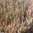 Image of Aloe deltoideodonta subsp. candicans (H. Perrier) Rebmann