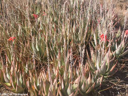 Sivun Aloe deltoideodonta subsp. candicans (H. Perrier) Rebmann kuva