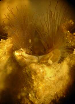 Image of honeycomb worm