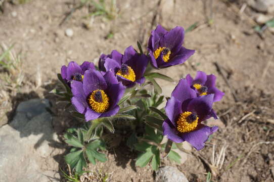 Image of Pulsatilla chinensis (Bunge) Regel