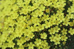 Image of Dionysia