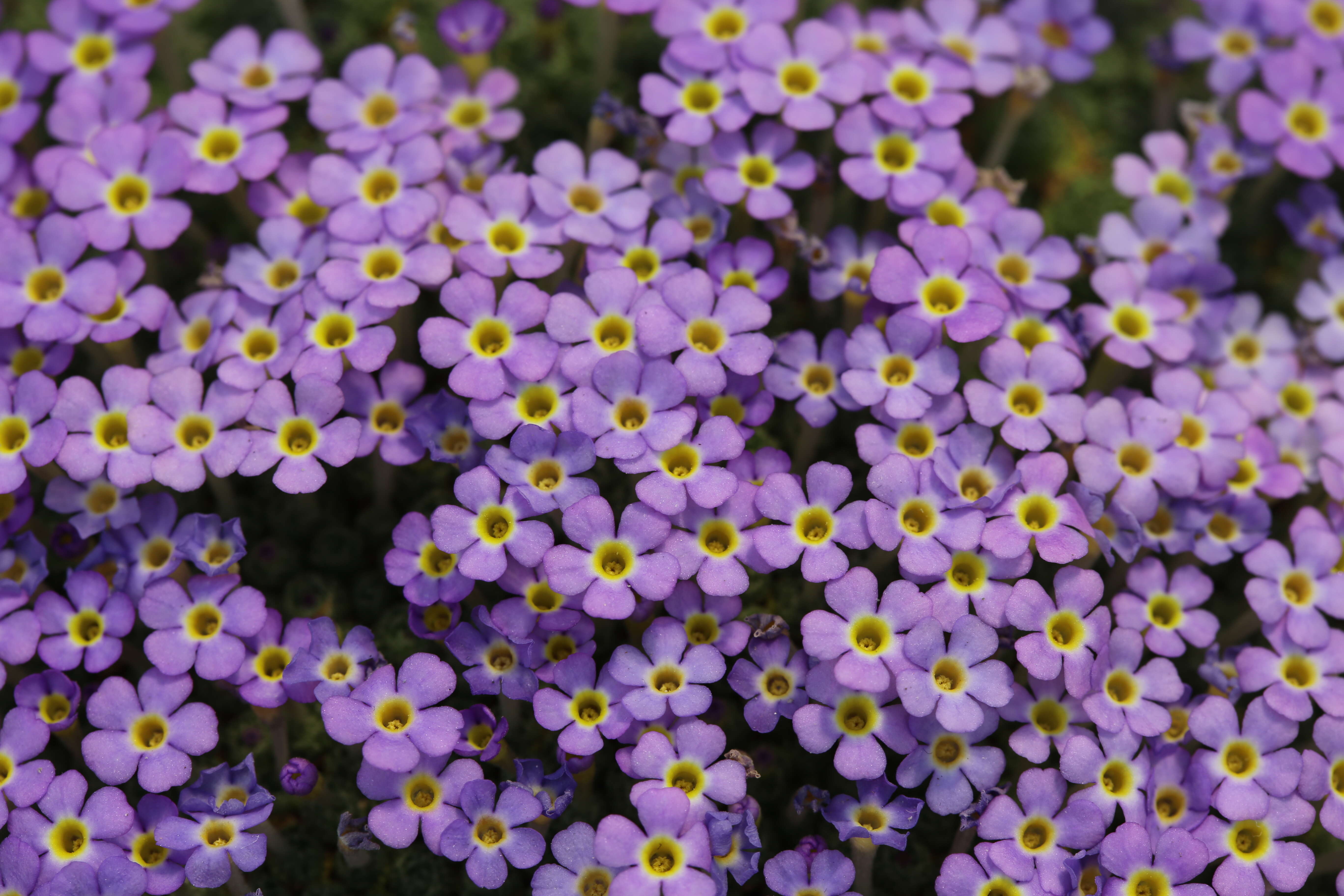 Image of Dionysia