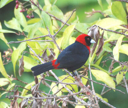 Image of Crimson-collared Tanager