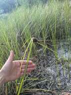 Image of coastal sedge