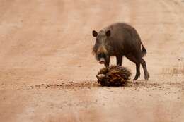 Image of Bearded Pig