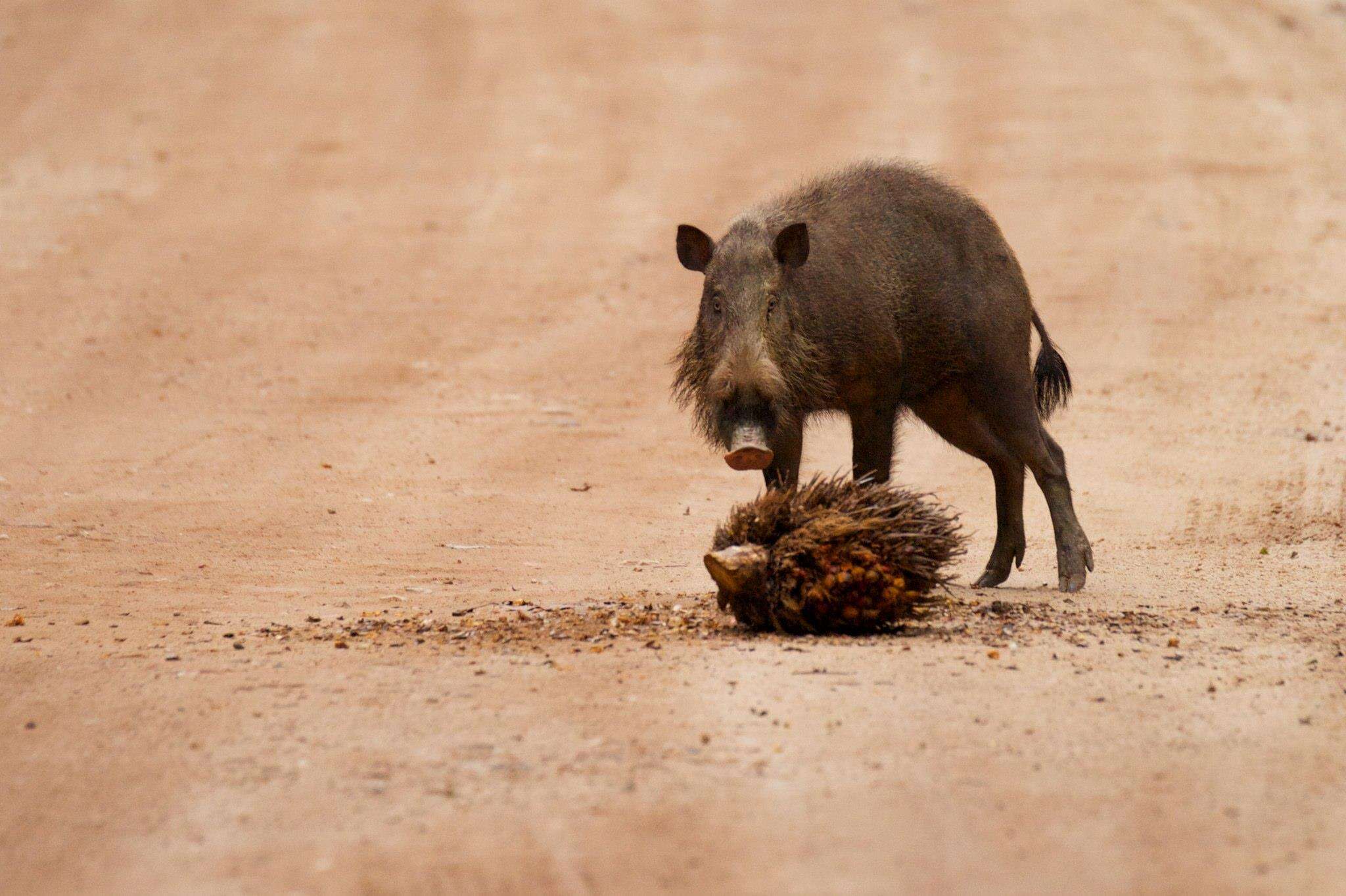 Image of Bearded Pig