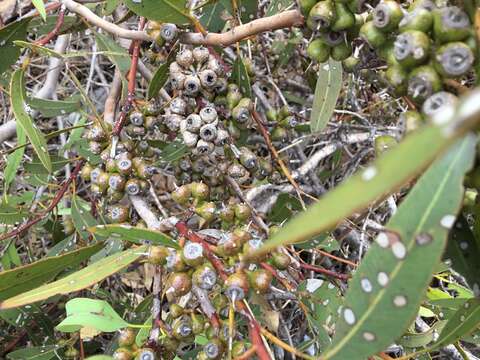 Image of Eucalyptus petrensis M. I. H. Brooker & S. D. Hopper