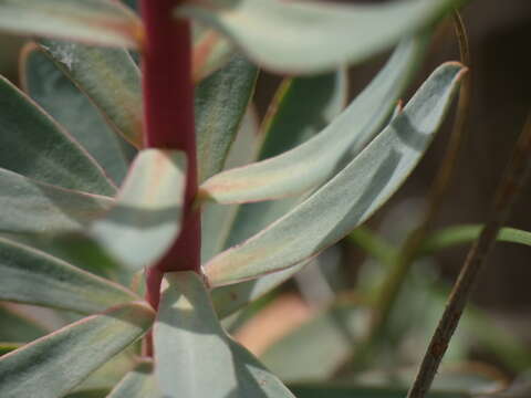 Image of Euphorbia nicaeensis All.