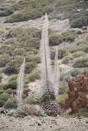 Image of Echium wildpretii H. H. W. Pearson ex Hook. fil.