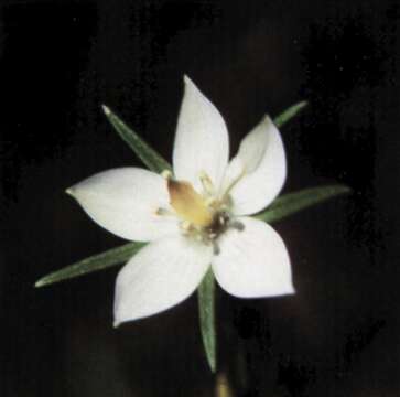 Image of lomatogonium