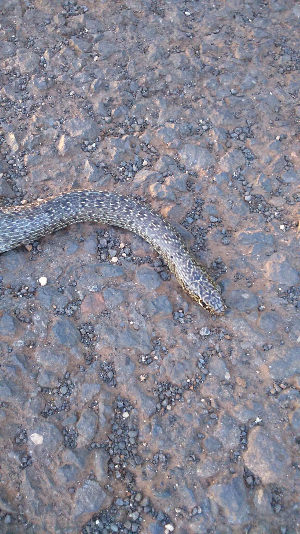 Image of Large Whip Snake