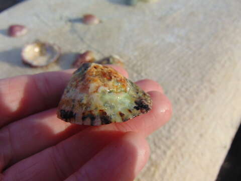 Image of Rustic Limpet