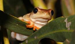 Image of Arum lily frog