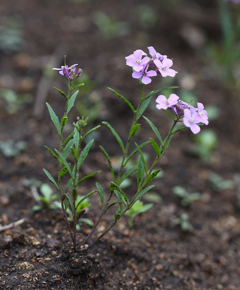 Imagem de Dontostemon dentatus (Bunge) Ledeb.