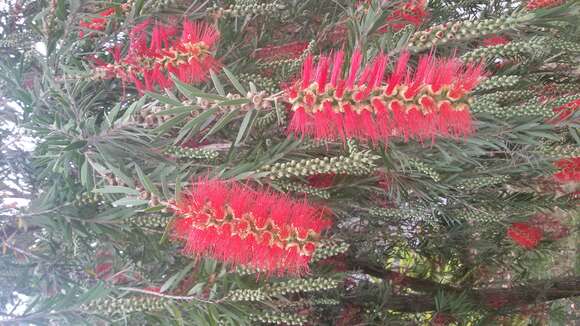 صورة Callistemon viminalis (Sol. ex Gaertn.) G. Don