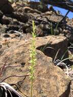 Image of narrow-petal rein orchid