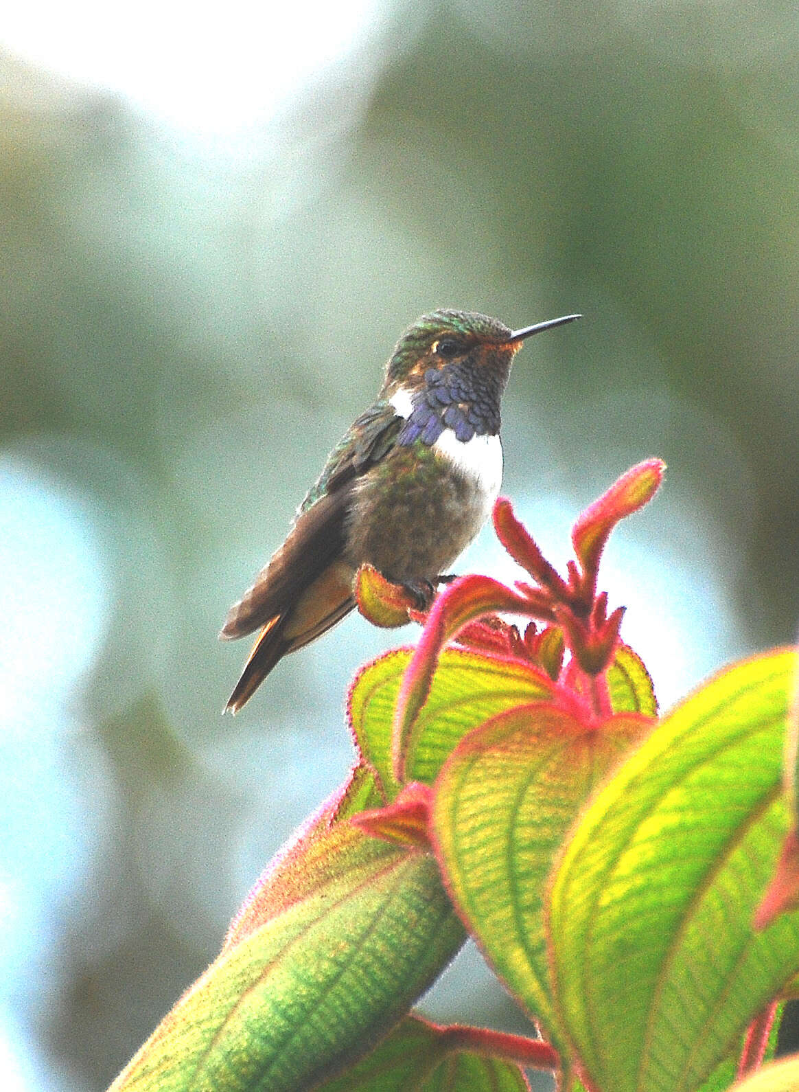 Image of Selasphorus Swainson 1832