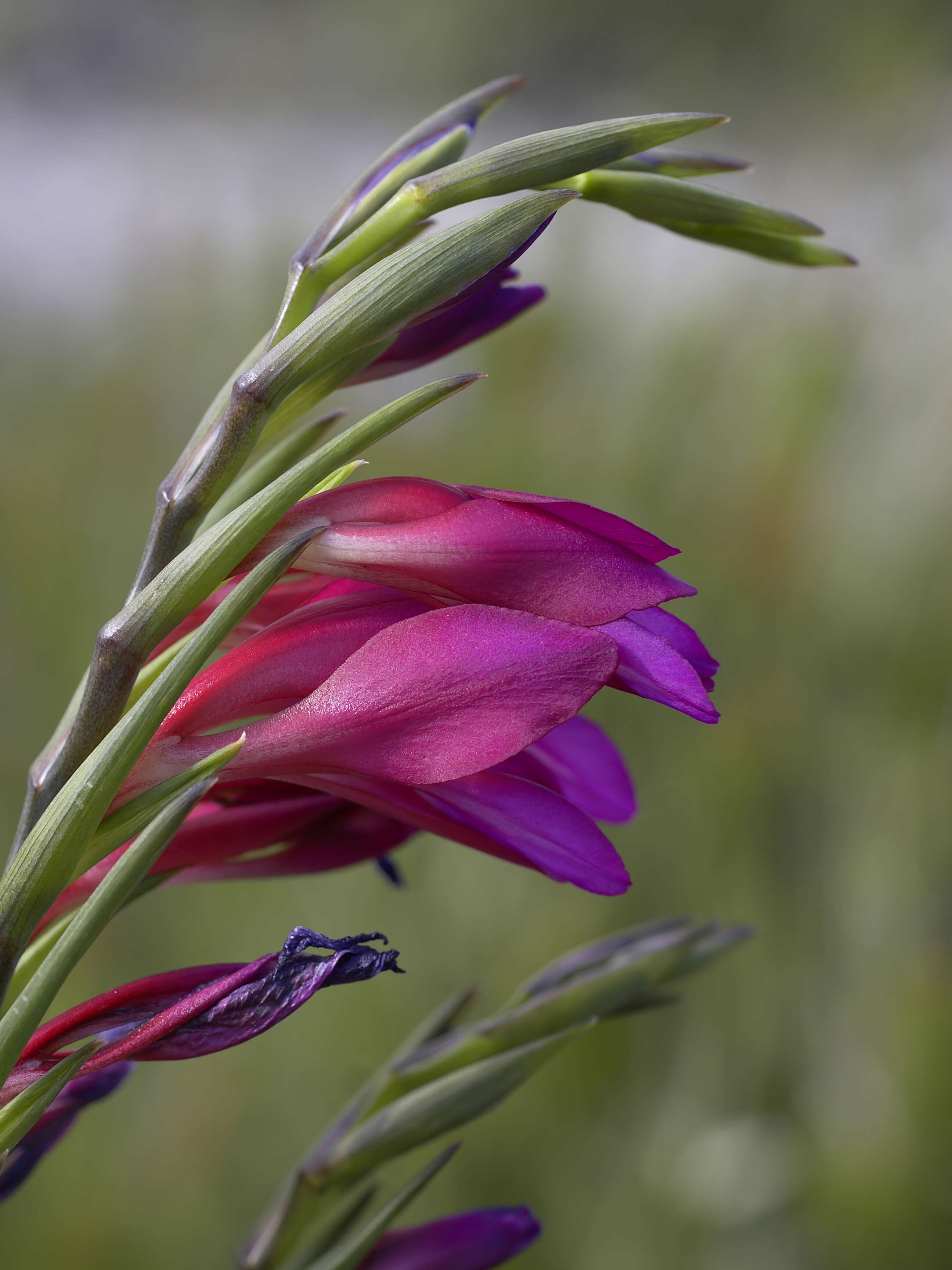 Image of Gladiolus illyricus W. D. J. Koch