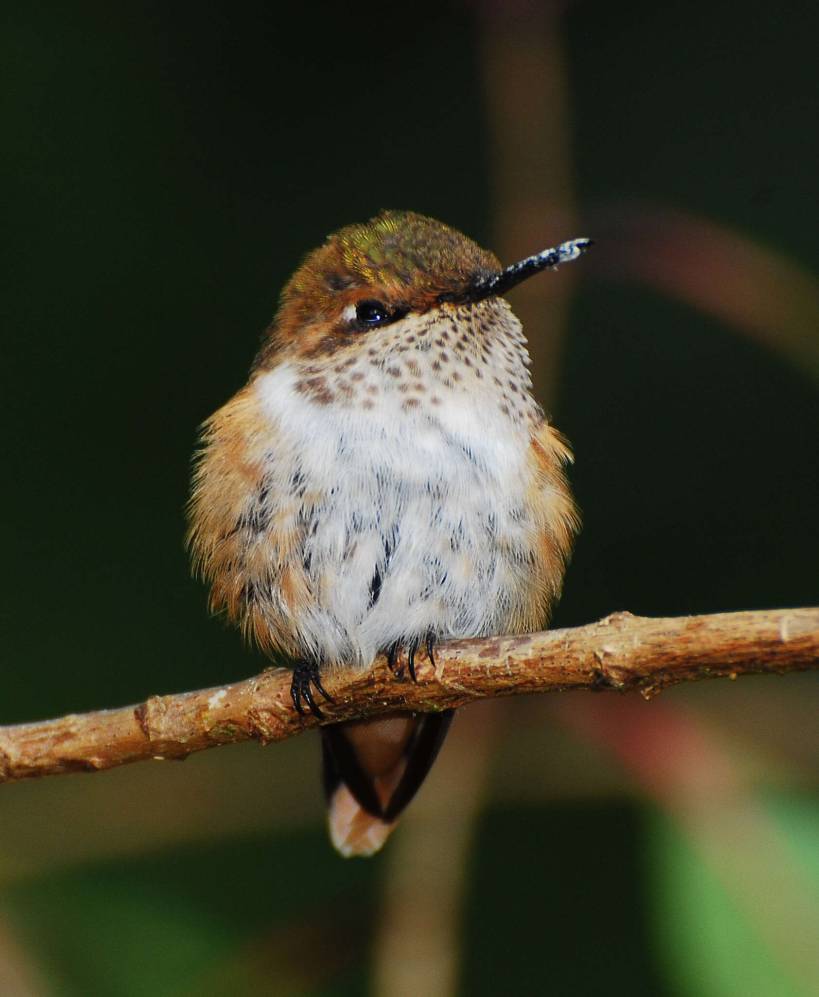 Image of Selasphorus Swainson 1832