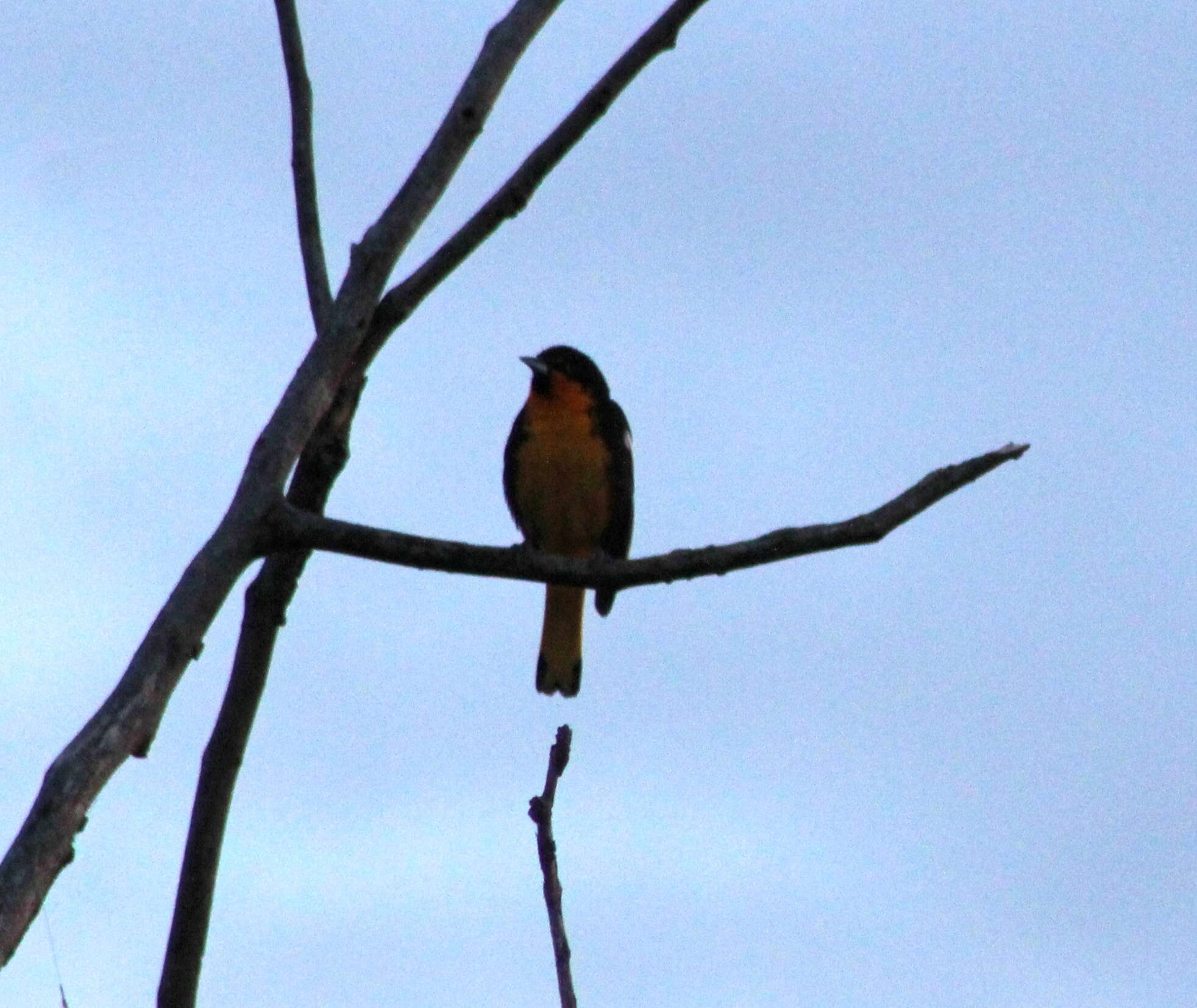 Image of Black-backed Oriole