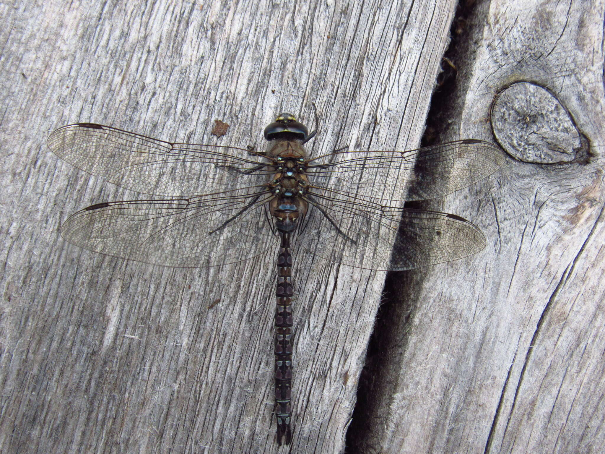 Image of Azure Hawker