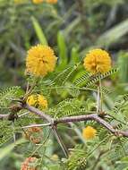 Слика од Vachellia farnesiana var. pinetorum (F. J. Herm.) Seigler & Ebinger