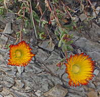 Imagem de Drosanthemum bicolor L. Bol.