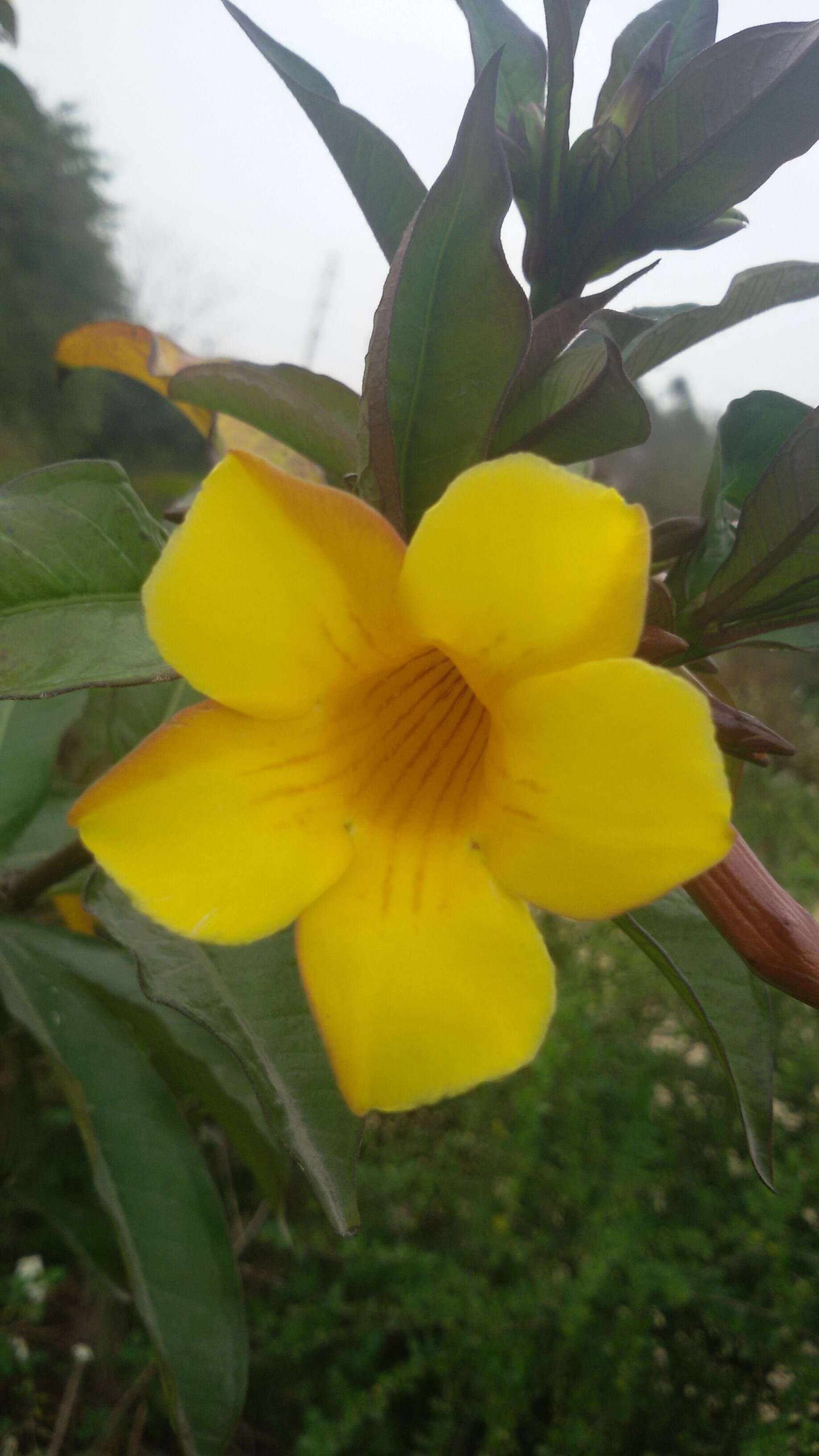 Image of bush allamanda