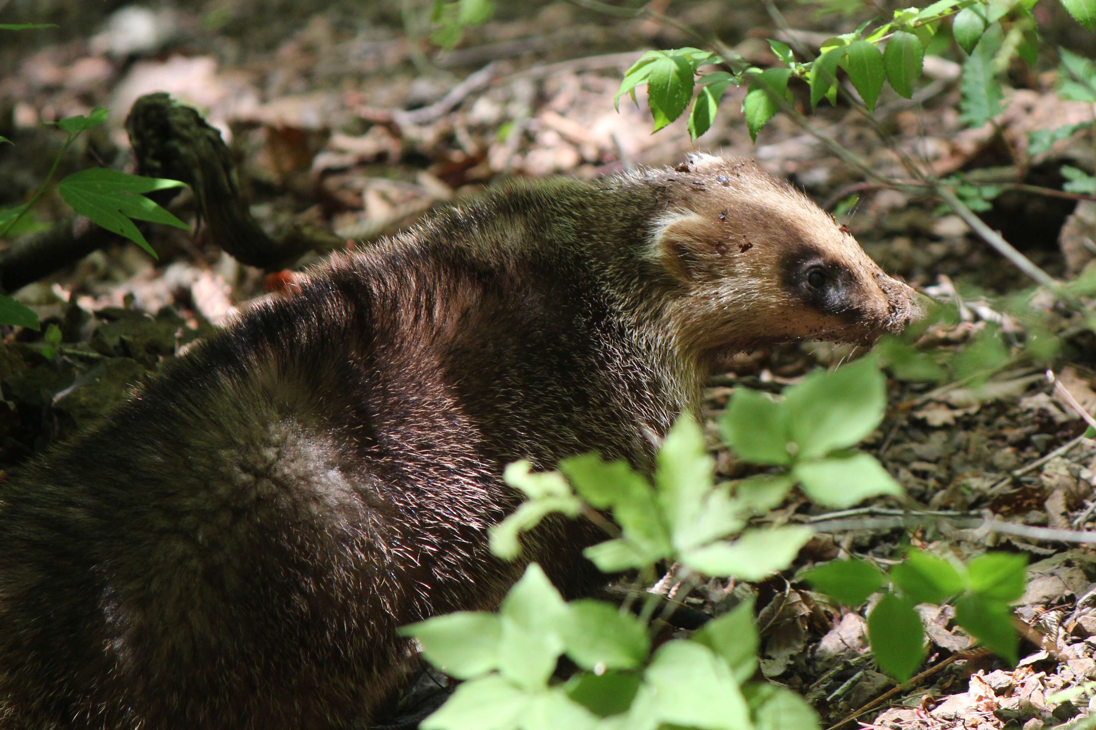 Image of Japanese Badger