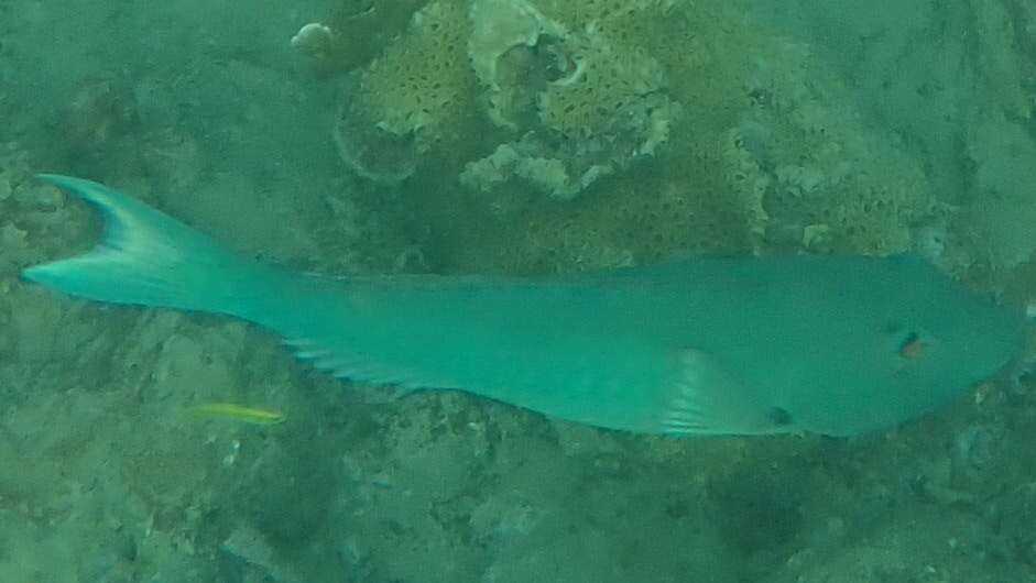 Image of Yellowtail parrotfish