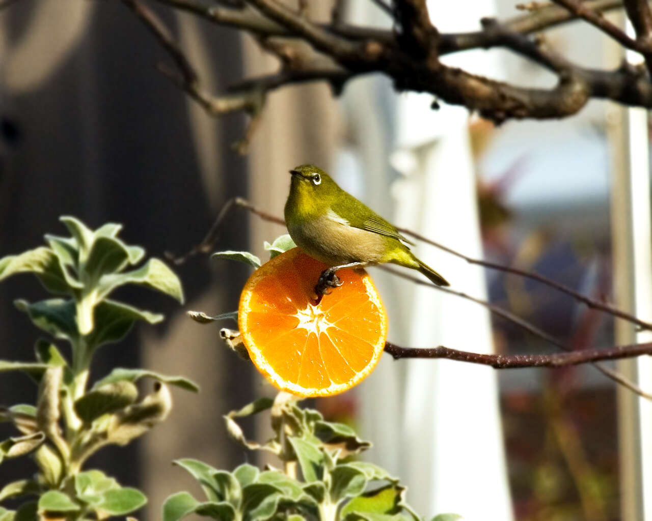 Image of Japanese White-eye