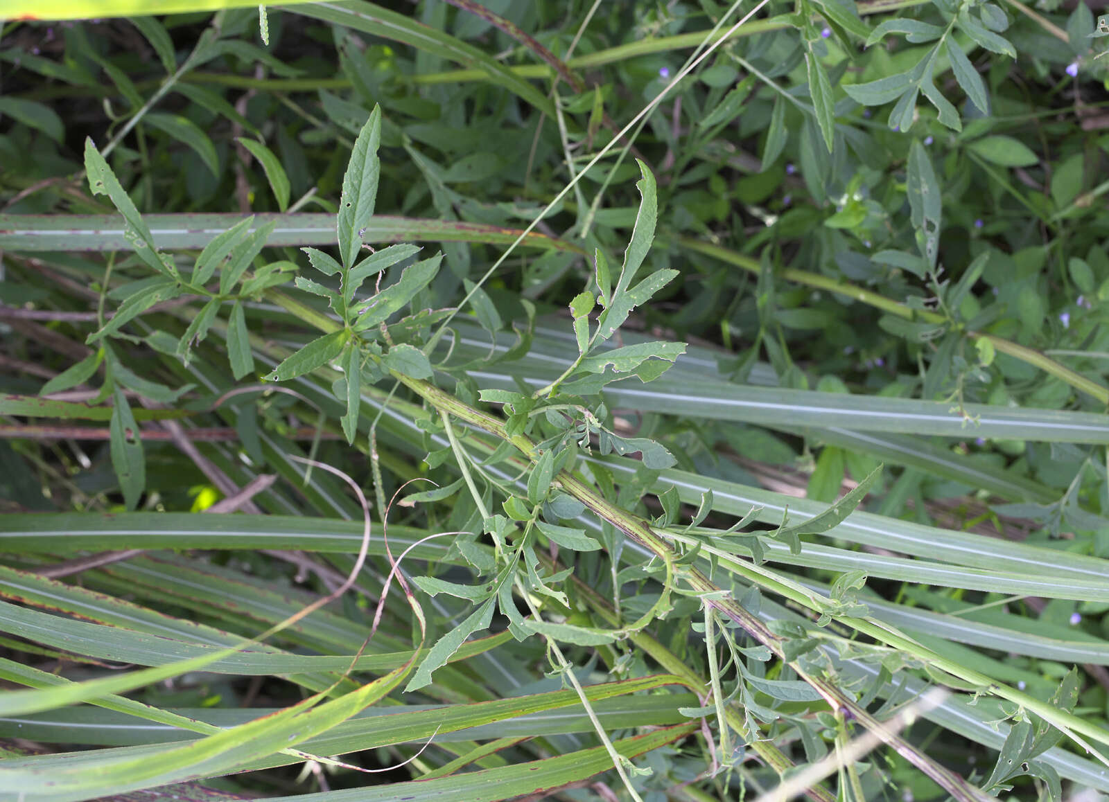 Слика од Serratula coronata subsp. insularis (Iljin) Kitam.