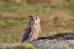 Image of Long-eared Owl