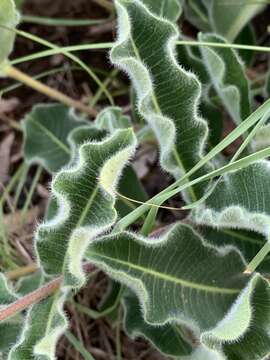 Image of Raphionacme procumbens Schltr.