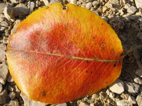 Image of European Pear