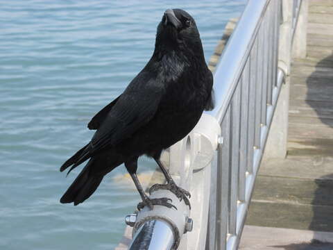 Image of Carrion Crow