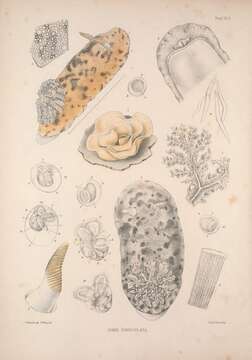 Sivun Doris pseudoargus Rapp 1827 kuva